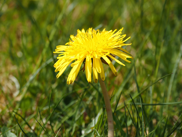  Springs Dandelion in the Scottish Highlands                                                                                                                     Print