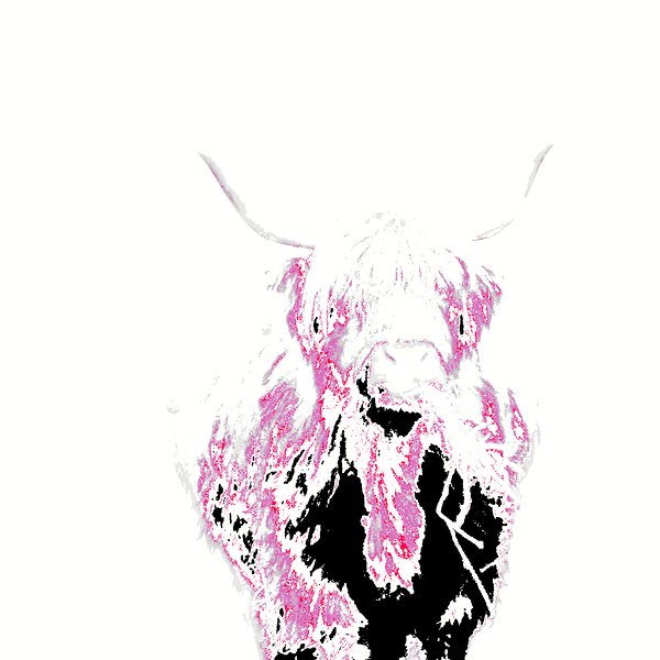 Abstract Pink Minimalist Highland Cow Print
