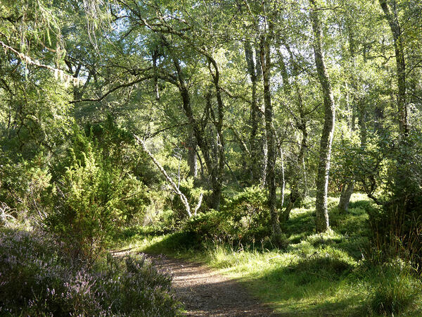 Natures Summer Embrace in the Scottish Highlands Print