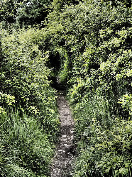 Secret Trail through the Scottish Highlands                                                                                                                      Print