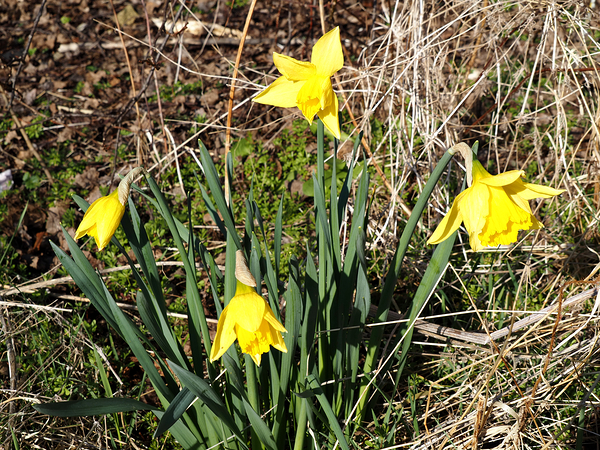  Springs Call for the Scottish Highlands                                                                                                                     Print