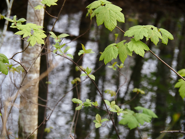   Scottish Highlands Leaves Reflections                                                                                                                     Print