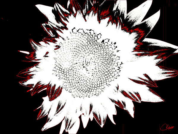 Abstract Contrasting Sunflower Print