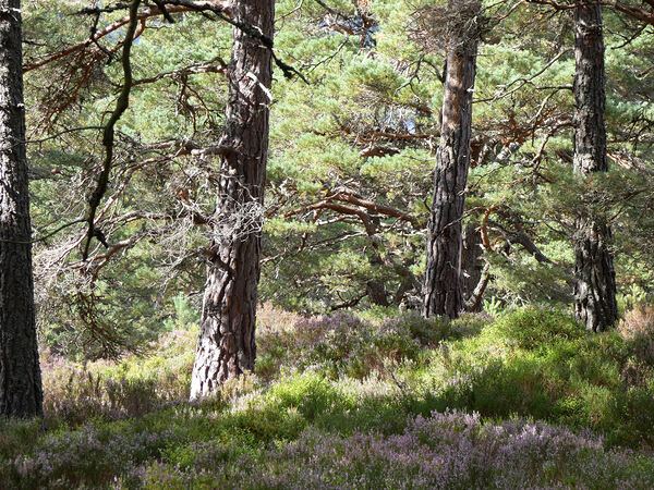 Heather and Pines Print