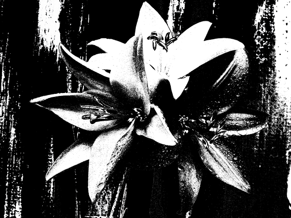 Distressed Abstract Black and White Trio of Lilies Print
