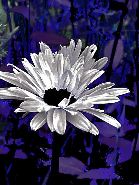 Abstract Daisy Flower on a Dark Background Print