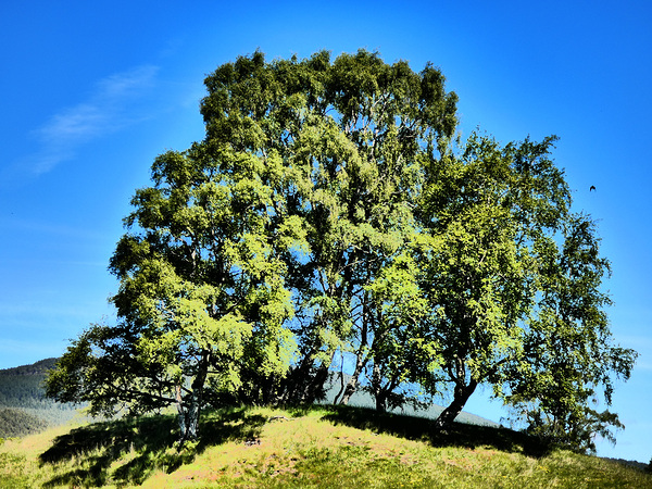 Scottish Highlands Birch Tree Trio Print