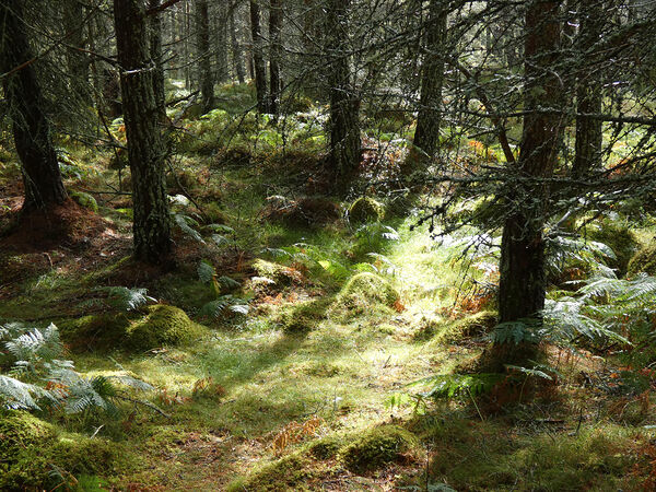 Woodland Ferns and Pines Print