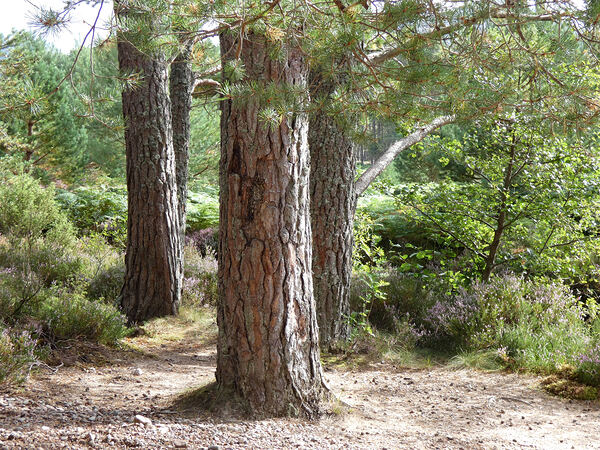 Scottish Highlands Pines Print