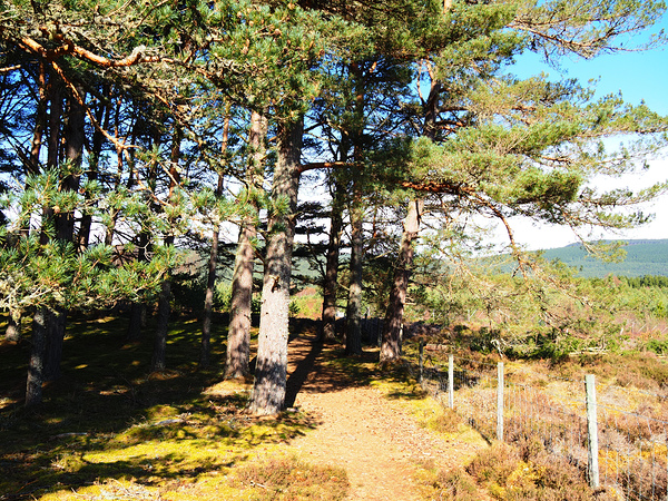  Scottish Highlands in the Spring                                                                                                                     Print