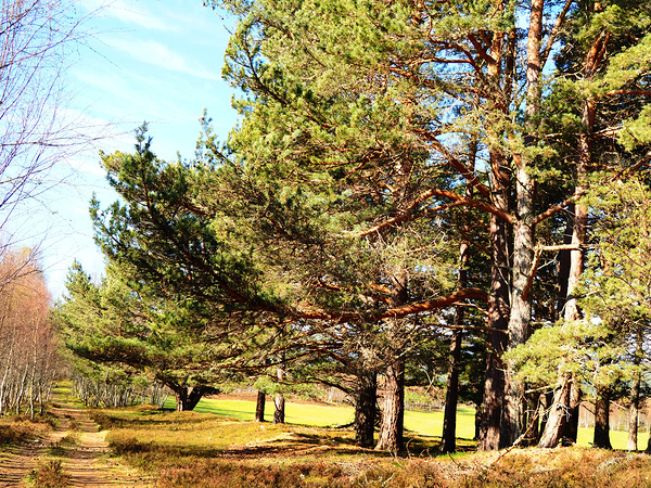   Springs Nature Delight in the Scottish Highlands                                                                                                                    Print
