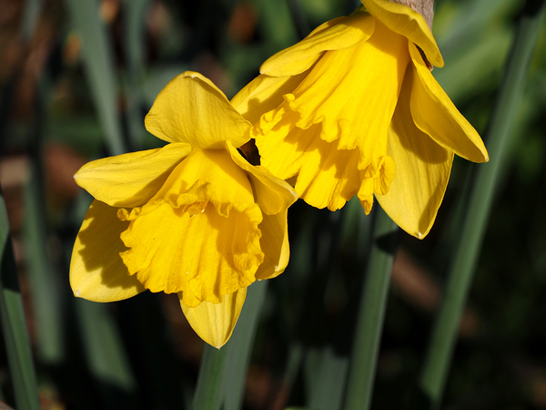 Spring Daffodils                                                                                                                      Print