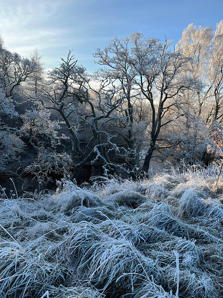 Frosty Nature in the Scottish Highlands  Print