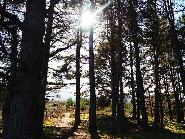  Dark Forest Sun in the Scottish Highlands                                                                                                                     Print