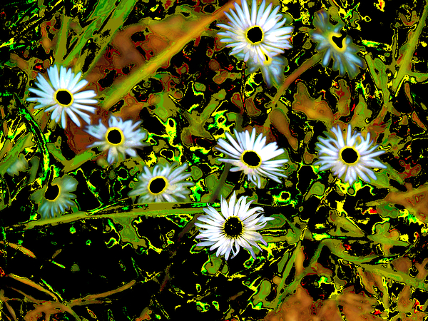  Abstract Daises                                                                                                                      Print