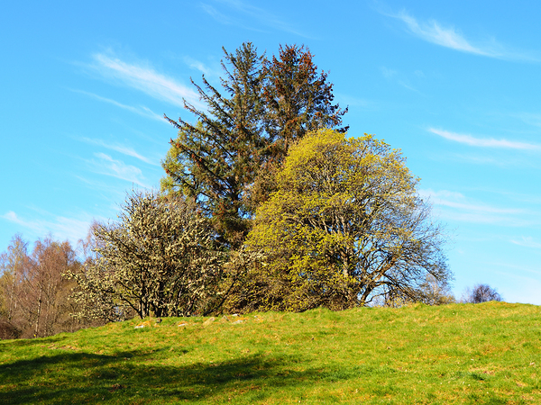 Scottish Highlands Spring Trees                                                                                                                      Print