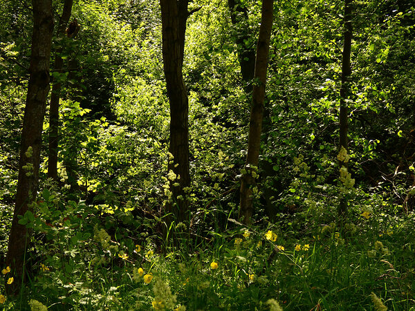 Woodland Sunlight in the Scottish Highlands Print