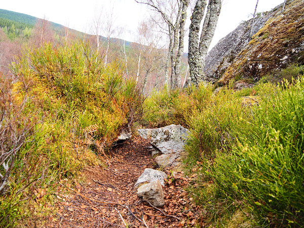 Spring Nature Trail Through The Scottish Highlands                                                                                                                    Print