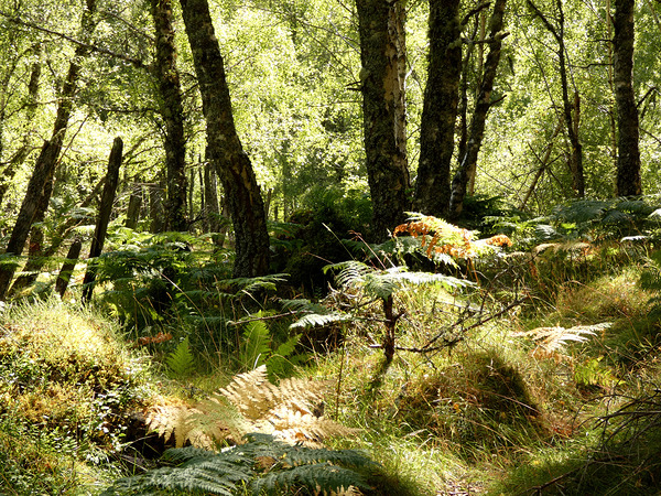 Scottish Highlands Spring Woodland Print
