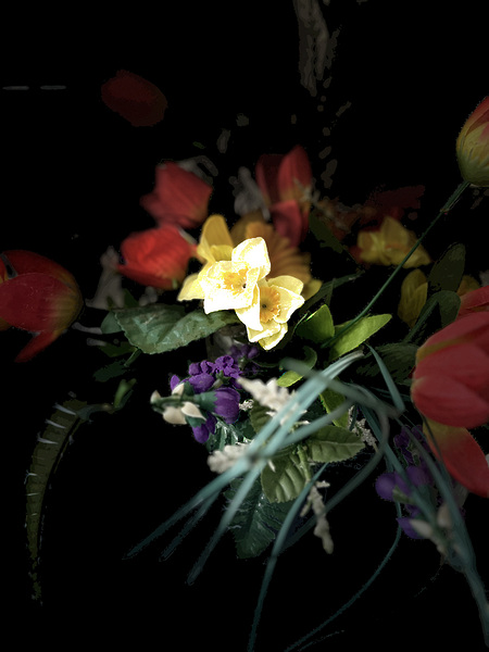 Portraits of Plants - Blossoms  Print