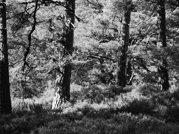 Pines in Monochrome Print