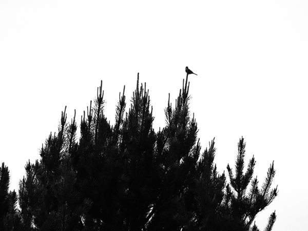 The Pine Tree and The Bird                                                                                                                      Print
