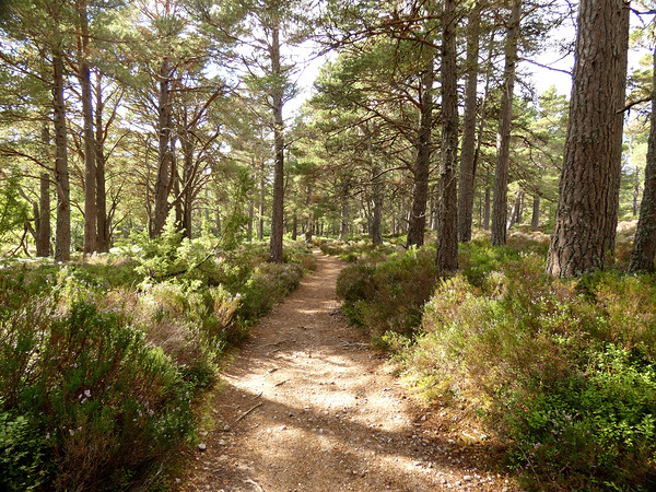 The Trail in the Scottish Highlands Print