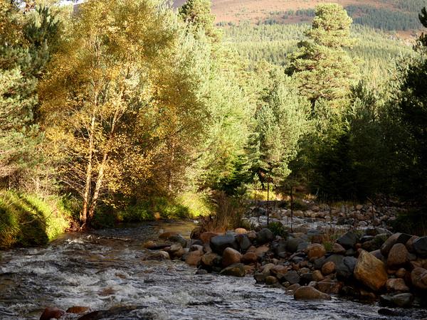 Autumns River in the Scottish Highlands Print