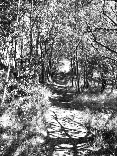 Monochrome Path in the Scottish Highlands                                                                                                                      Print