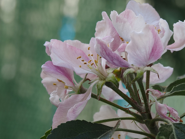  Spring Apple Blossoms                                                                                                                     Print