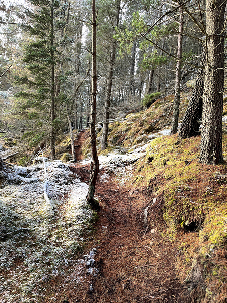 Scenes from the Trail- Winter Nature Walk Print