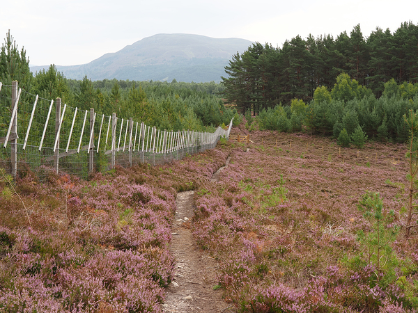  From the Heather to the Mountain                                                                                                                     Print