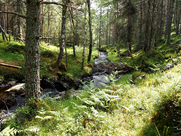  Scottish Highlands Forest Stream                                                                                                                   Print