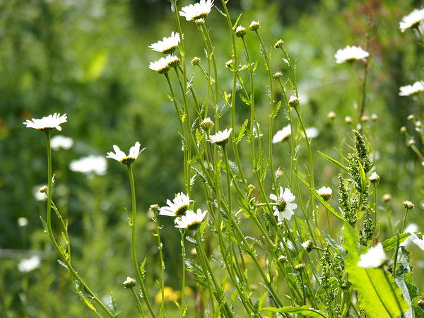  Daisy Wildflowers                                                                                                                     Print