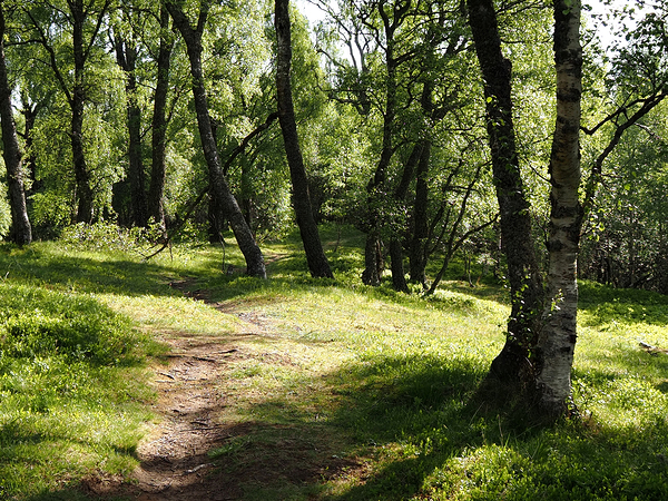   Birch Forest Path in the Scottish Highlands                                                                                                                    Print
