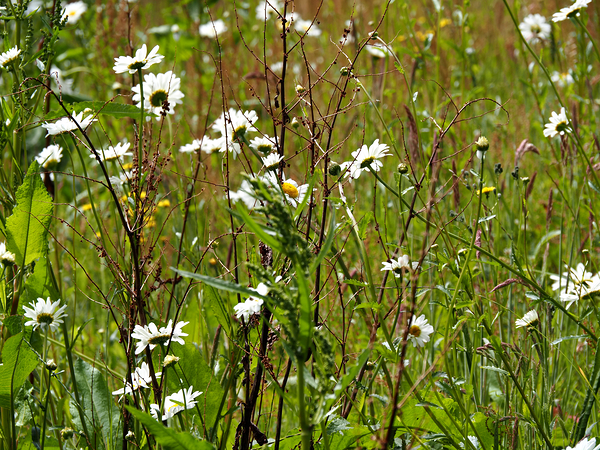 Daises Song for the Scottish Highlands                                                                                                                      Print