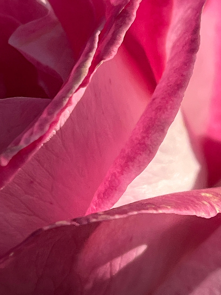 Delicate Pink Rose Print