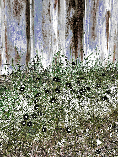 Summer Daises and Grass Print