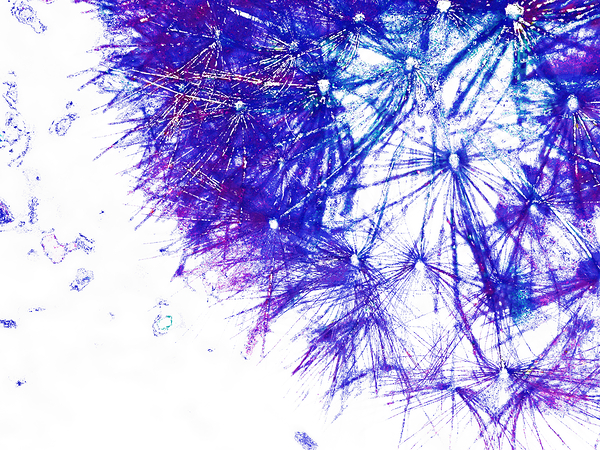 Abstract Wispy Dandelion Print