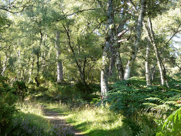 Natures Peaceful Walk Through The Scottish Highlands Print