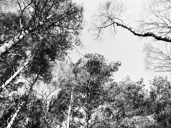 Scottish Highlands Monochrome Forest Canopy                                                                                                                 Print