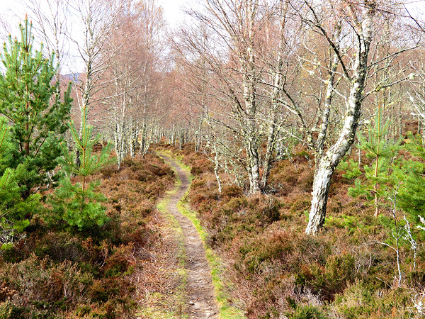 Aprils Spring Walk Through the Scottish Highlands                                                                                                                      Print