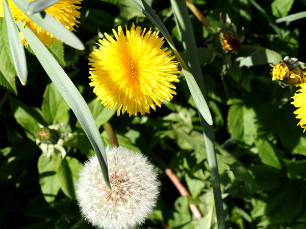  Scottish Highlands Dandelion Flowers and Seeds                                                                                                                      Print