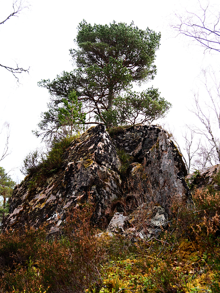 Scenes from the Trail- Rock Hard Pine                                                                                                                       Print