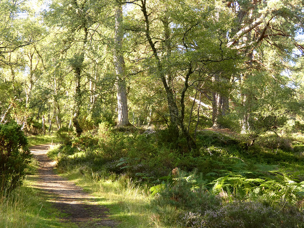 Scottish Highlands Summer Forest Scene Print