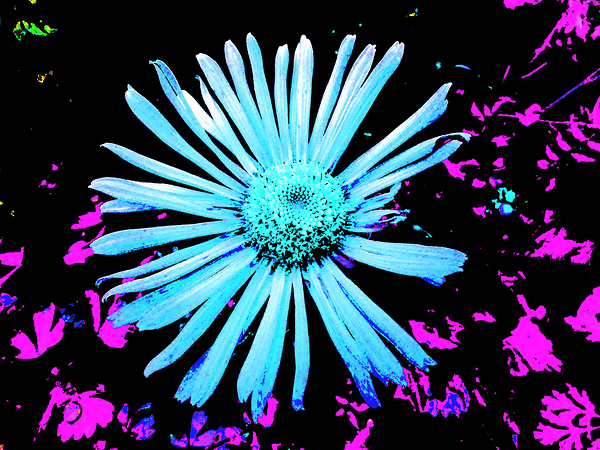 Abstract Blue and Pink Daisy Print