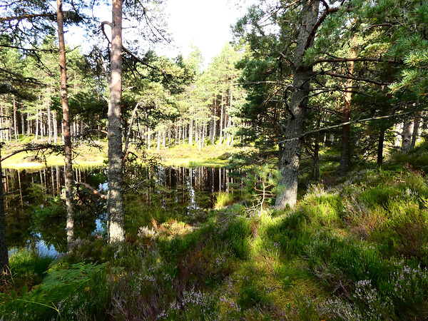 Scottish Highlands Summer Lochan Print