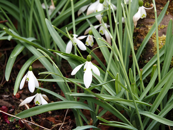  Natures Snowdrops                                                                                                                     Print