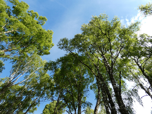 Scottish Highlands Summer Birch Tree Sky Print