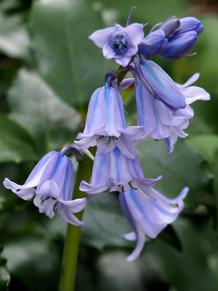  May Bluebells                                                                                                                    Print